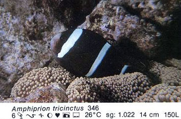Amphiprion tricinctus
